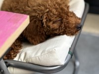 3 aylık poodle
