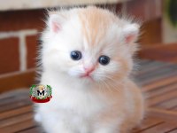 MUNCHKİN CÜCE KEDİMİZ ERKEK