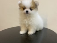 Erkek Dişi Pomeranian Yavrular