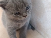 Uygun sahiplendirilecek british shorthair yavrular
