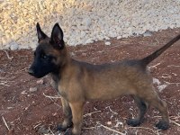 Belçika Malinois Köpeği
