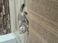 Luna Kedi