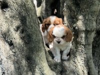 Anne altından cavalier king charles