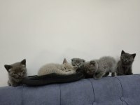 YAVRU KEDİLER BRİTİSH SCOTTİSH FOLD