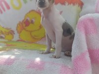 Teslime hazır şivava yavrularımız