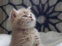 Cy11 british shorthair kedimiz