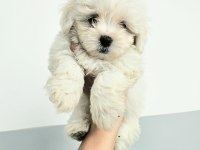 Terrier maltese 0 numara