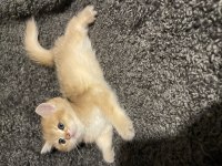 Anne Baba Şecereli Safkan Golden British Shorthair Erkek