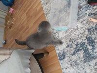 7 aylık erkek scottish fold wc eğitimli
