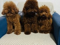 kORE RED BROWN SAFKAN TOY POODLE YAVRULAR