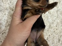 A kalite anne altından Yorkshire terrier