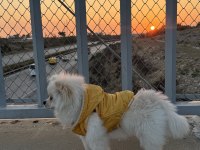 Pomeranian köpeği 5 aylık