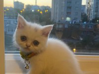 2 Aylık Dişi British Shorthair