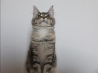 Şecereler ligi renkler gökkuşağı safkan maine coon