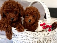 Sahibinden Boy Garantili Orijinal Red Toy Poodle
