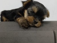 Teacup max 2.300 kg erkek bebek yorkshire terrier köpeği