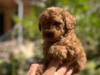 Red Brown Toy Poodle