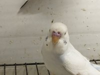 Yeni bebek muhabbet kuşları
