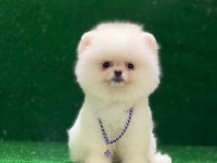 Blacks Petshop Garantisiyle Pomeranian Boo Yavrularımız