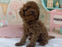 Şahane Toy Poodle Yavruları