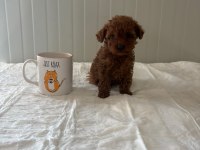 Teacup Bardak Boy Toy Poodle