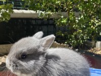 ORJINAL CÜCE VE MİNİ LOP TAVŞANLAR