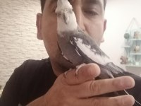 Sağlıklı ev beslemesi kuşlarım
