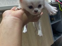 Sevimli british shorthair yavrular sıcak yuvalarını arıyor