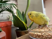 Show Jumbo Muhabbet Kuşlu Yavruları