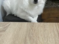 Dişi 1 yaşında sahiplendirilecek pomeranian