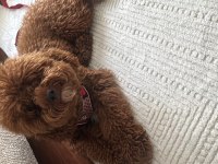 Toy poodle 2 yaşına girecek erkek