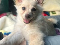 Pomeranian spitz
