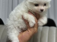 Pomeranian boo köpeklerimiz