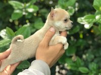 MİKRO TEACUP ŞİVAVA BEBEKLERİM