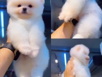 Pomeranian boo seçkin yavrularımıza yuva arıyoruz