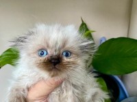 Scottish fold kaçmaz fırsat