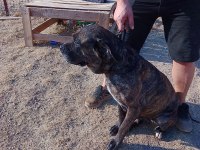 Ücretsiz Sahiplendirme Cane Corso