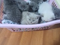 Benim british shorthair güzelliklerim