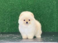 Pomeranian bebekleri