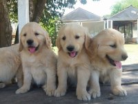 Golden Retriever Yavruları