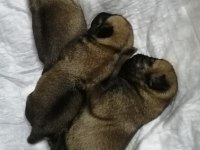 Rezerveye açık pug yavruları