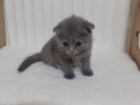 İki buçuk aylık scottish fold yavrular iki erkek bir dişi