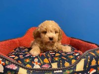 A KALİTE MALTİPOO BEBEKLERİMİZ