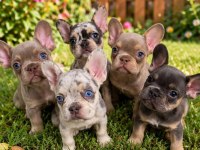 Egzotik french bulldog yavrularımız