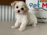 Petmode köpek çifrliğinden tea cup morkie yavrularımız