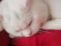 BRİTİSH SHORTHAİR KEDİM (KAYIP)