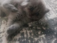 Safkan dişi ve erkek british longhair