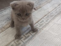 Scottish kırık kulak bebek kedimiz