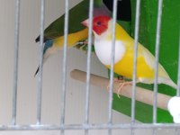 Goldian finch gökkuşağı ispinozu