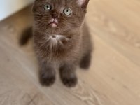 British shorthair çikolata